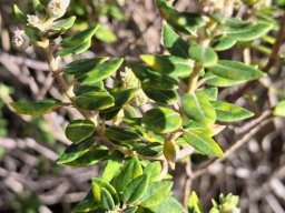 Phylica buxifolia leaves